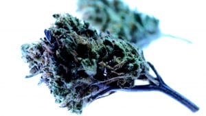 40+ Outstanding Weed Strains from Indica to Sativa