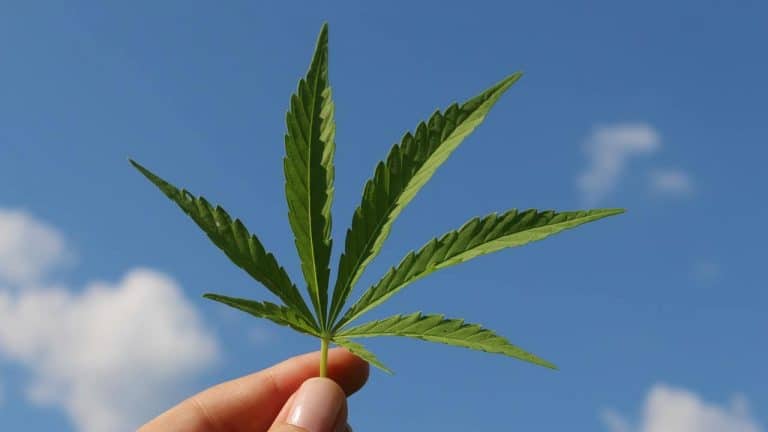 Health News - Cannabis Grading