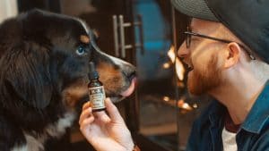 Penn Vet and Dixie Brands Explore CBD for Arthritis in Dogs