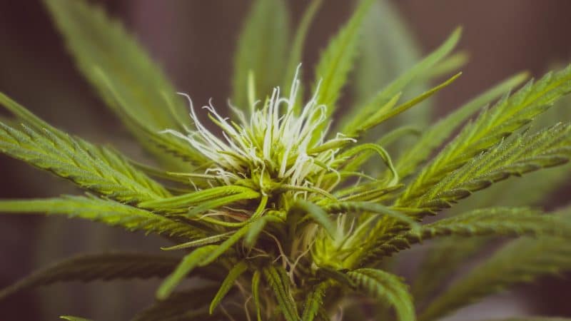 Science & Tech News - Hairs on a Cannabis Flower Determines Its Potency