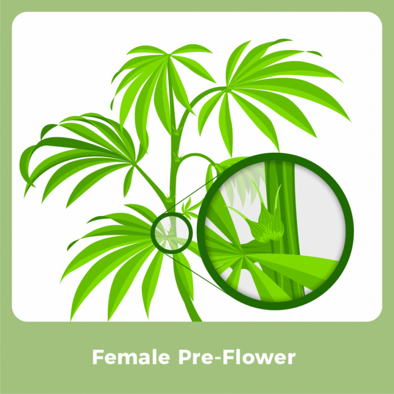 Female Marijuana Plant - Female Pre-Flower