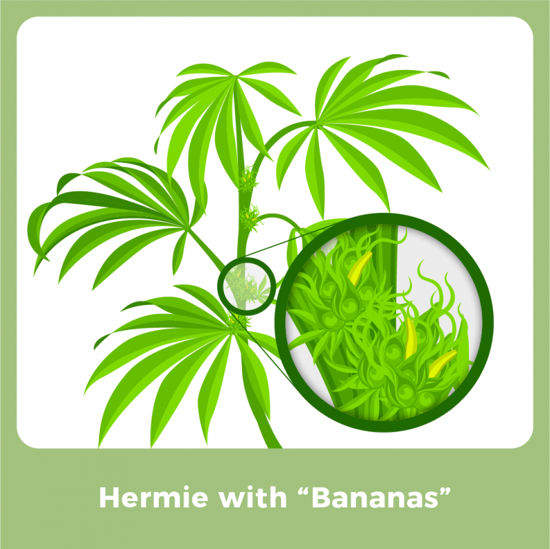 Hermie with “Bananas”