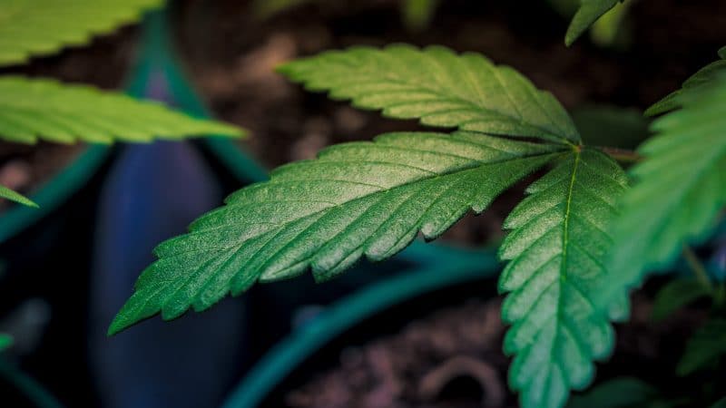 Industry News - Indoor Cannabis