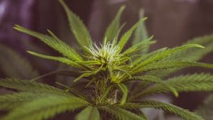 Can Male Marijuana Plant Compare to Female Marijuana Plant?