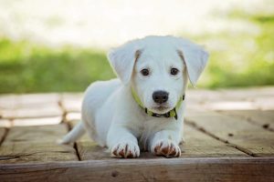 New Mexico Petition Seeks Medical Cannabis for Sick Pets