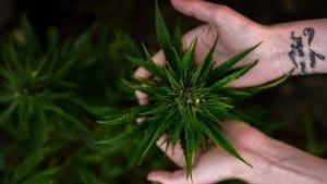 Easiest Guide on How to Grow Marijuana in 9 Simple Steps