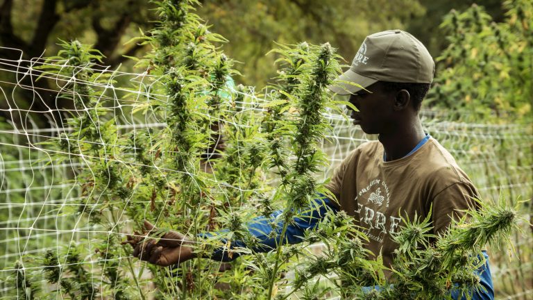Industry News - Cannabis Jobs in High Demand