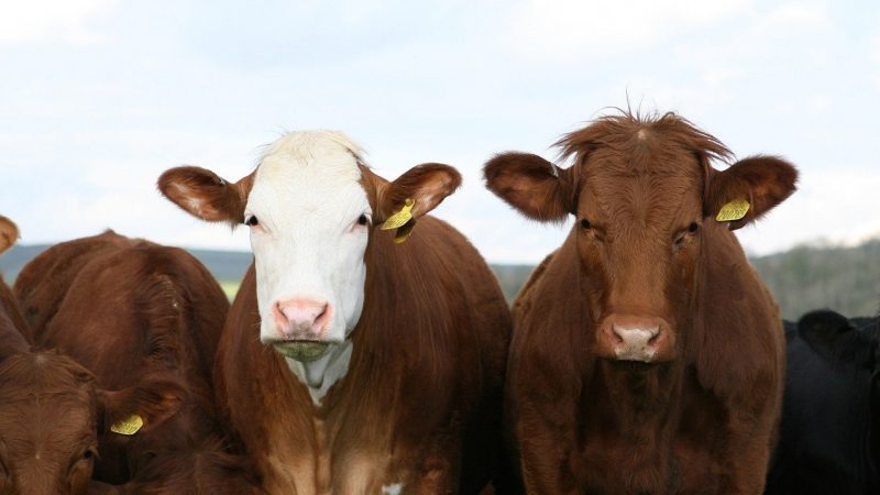 Industry News - Cattle