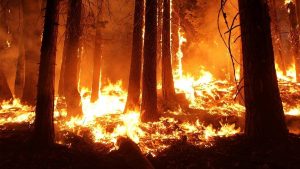 West Coast Wildfires a New Normal for Cannabis Industry