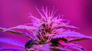 Let There Be Light with 8 Best LED Grow Lights for 2022