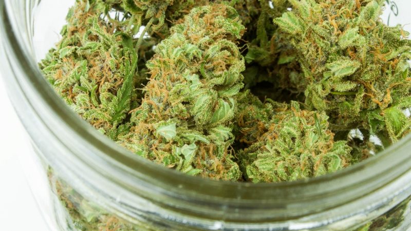 Politics News - Missouri Medical Cannabis
