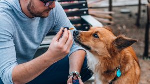 Bestes CBD Öl für Hunde 2022 — Kaufberatung & Test
