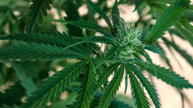 Politics News - Virginia Lawmakers Signed Bill for Recreational Cannabis