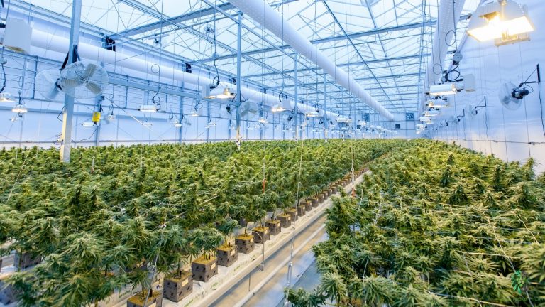 Health News - Indoor-Grown Cannabis Boosting Greenhouse Gas Emission