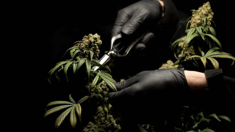 Politics News - Colorado Aims to Tighten Cannabis Laws in 2021