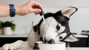 First-Rate CBD Oil for Dogs Canada Puppers Will Enjoy