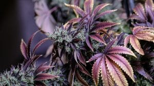 Cannabis True Origin Revealed At Last
