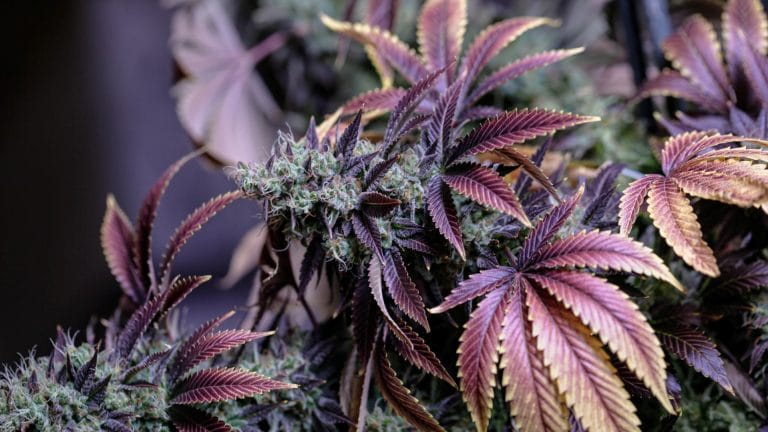 Lifestyle News - Cannabis True Origin Revealed At Last