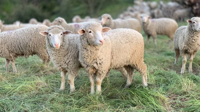 Industry News - Australian Study Shows: Hemp-Fed Sheep Give Bigger Yields!