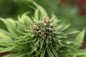 Marijuana Flower Available in Louisiana from January 1, 2022