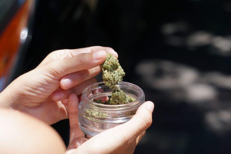 Politics News - South Dakota Kick-Starts Its Medical Cannabis Program