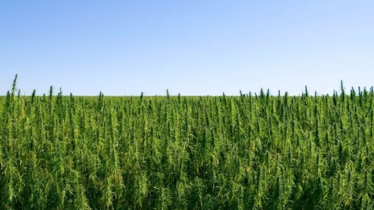 Industry News - Starting 2022 Strong: Hemp Is Now Worth $824 Million