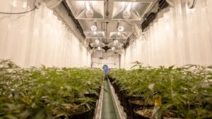 The Isle of Man May Get a Cannabis-Growing Facility