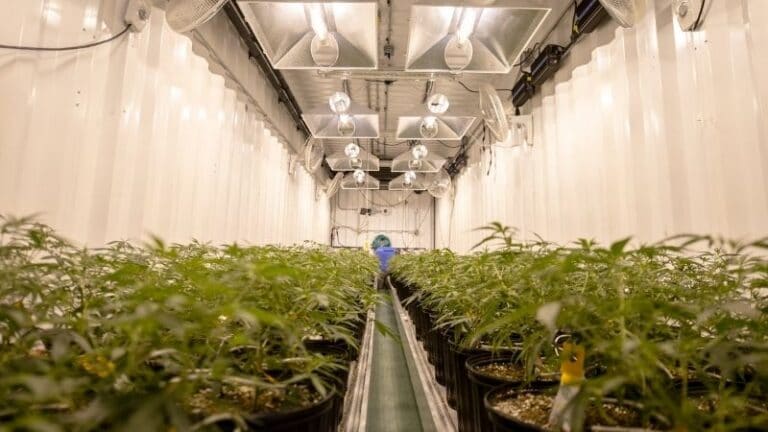Industry News - The Isle of Man May Get a Cannabis-Growing Facility