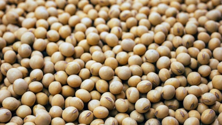 Health News - New Solution for THC Cardiovascular Issues — Soy