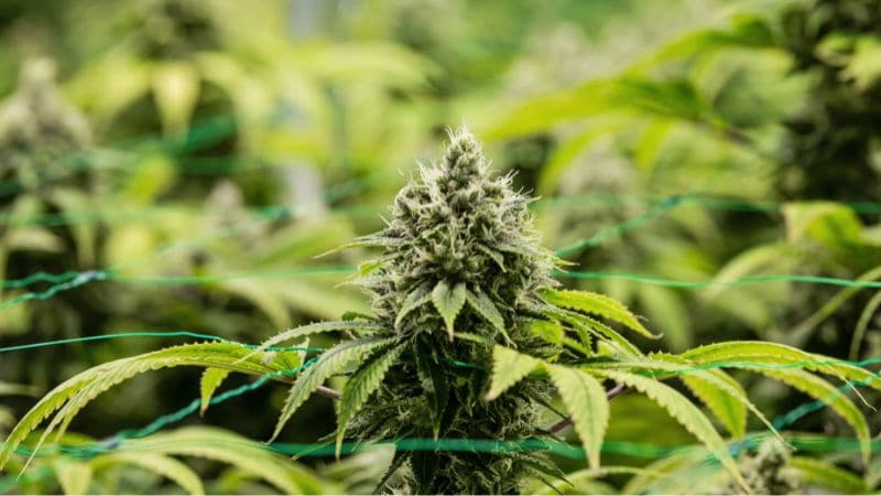 Science & Tech News - Israeli Researchers Manage to Grow ‘Enhanced’ Cannabis