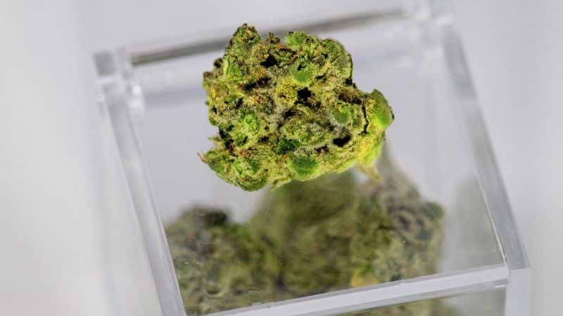 Industry News - NuggMD Started Its Marijuana Telemedicine Service in Montana